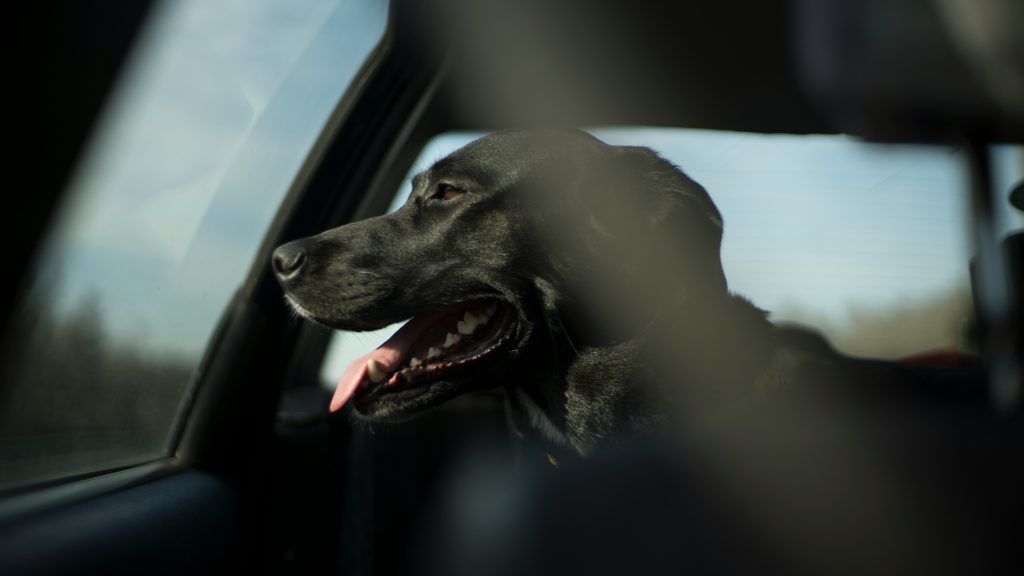 Hund i bil. Foto: Unsplash.