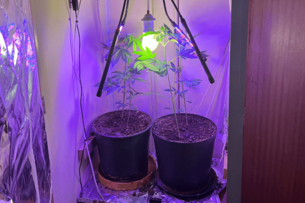 Polisen hittade en cannabisodling. Bild från förundersökningen.