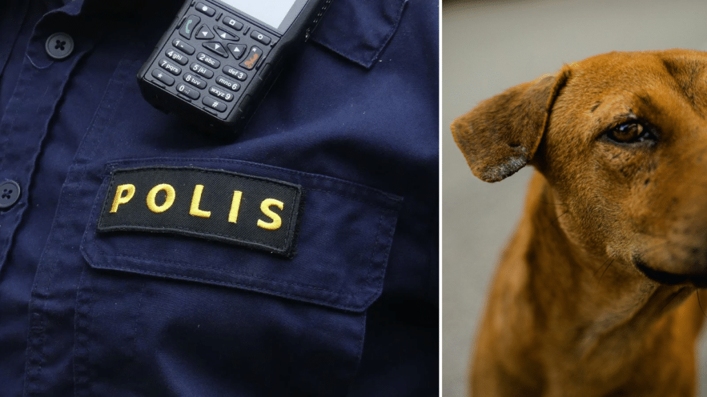 Montage/Genrebilder. Hunden på bild har inget med händelsen att göra. Foto: Sakeus Berg / Unsplash.